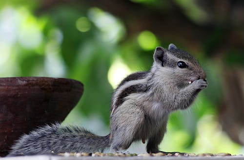 Close-Up Photo Of Squirrel