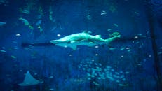 一个充满活力的水下场景，在北京水族馆中有一条鲨鱼和各种鱼类