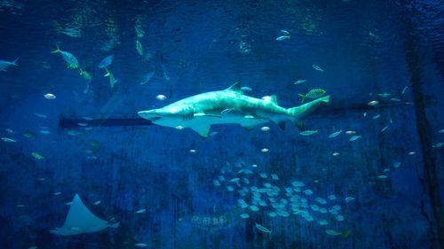 Free A vibrant underwater scene featuring a shark and various fish in a Beijing aquarium. Stock Photo
