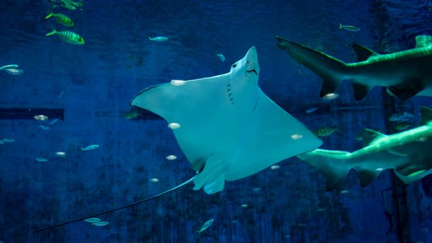 A stunning image of a stingray swimming alongside sharks in a vibrant blue aquarium setting.