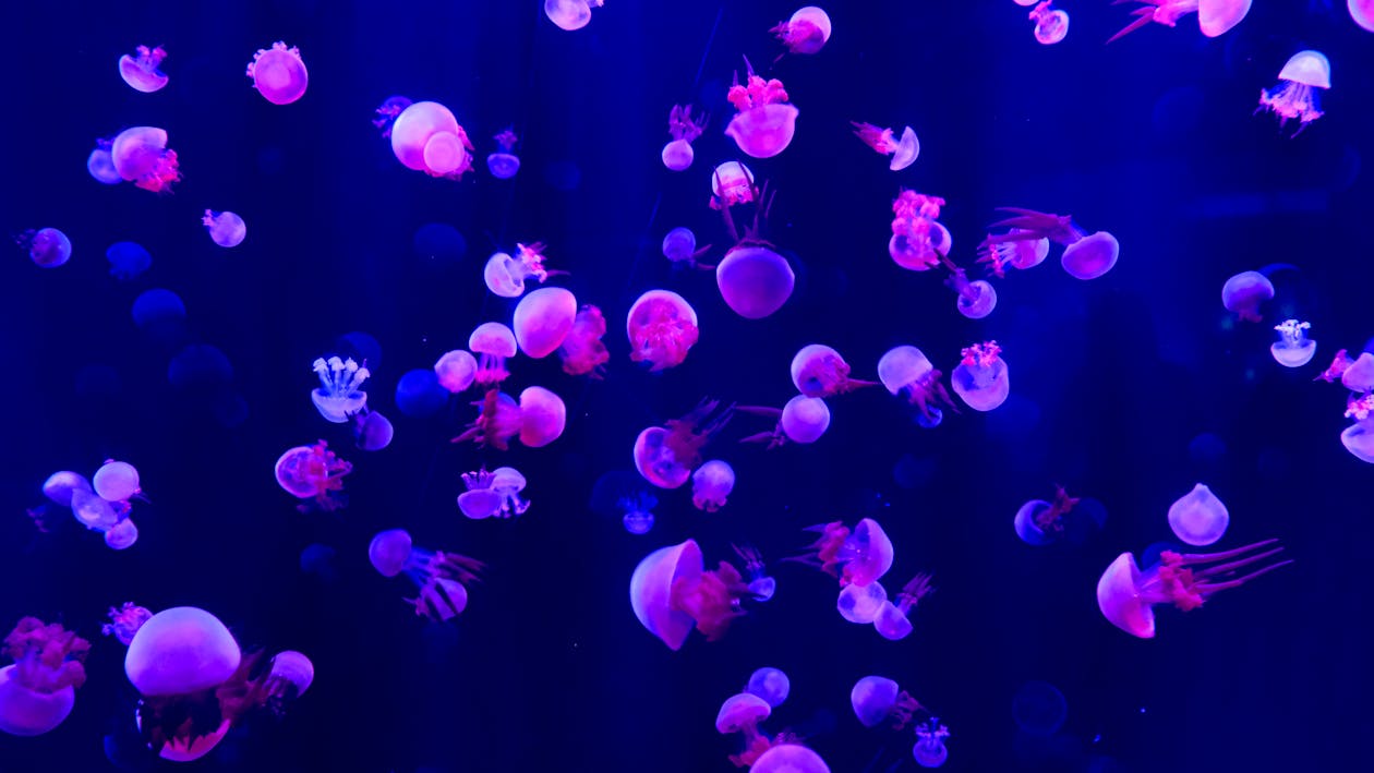 Светящиеся розовые медузы