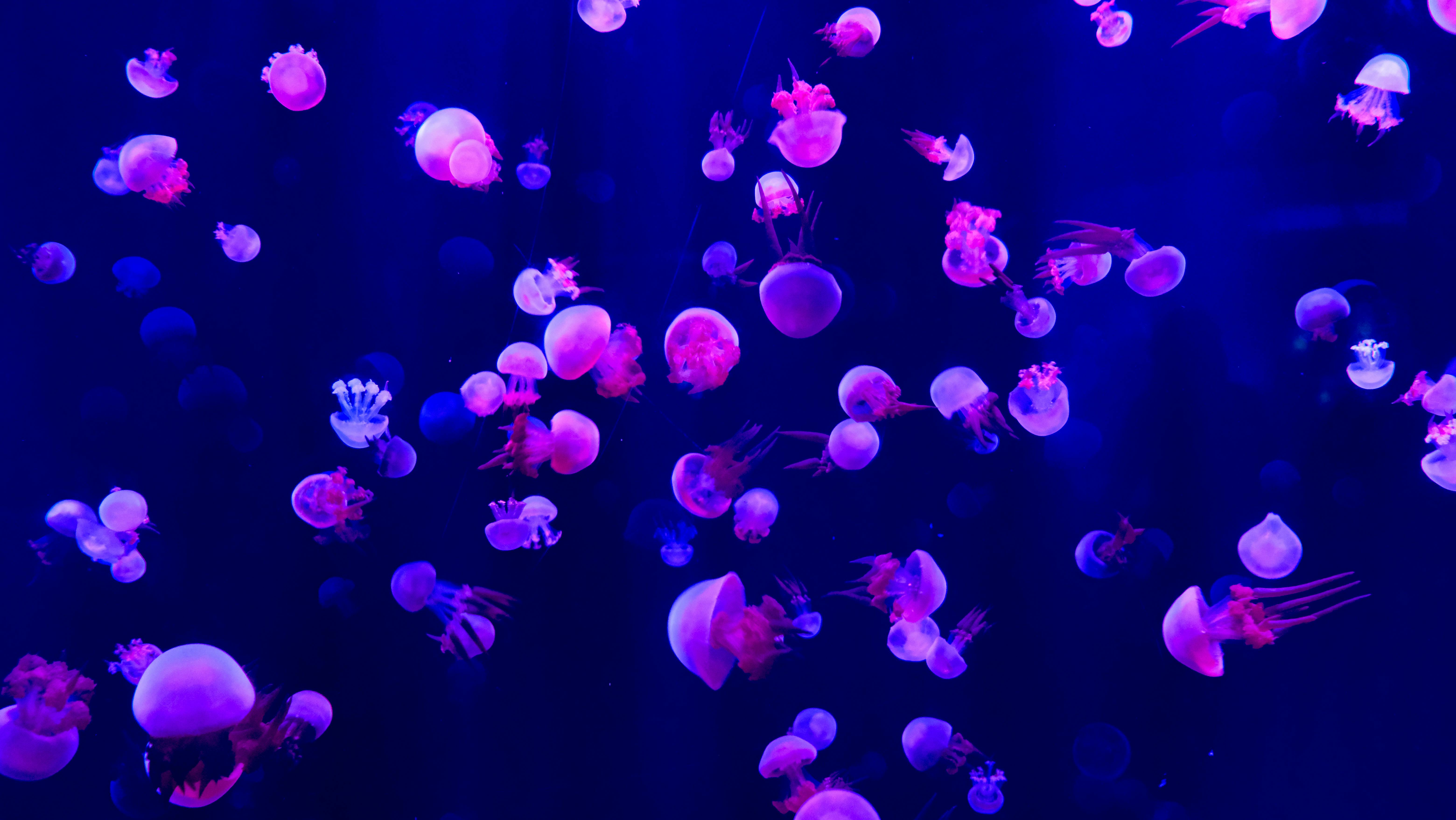 Pink Jellyfish Lot · Free Stock Photo