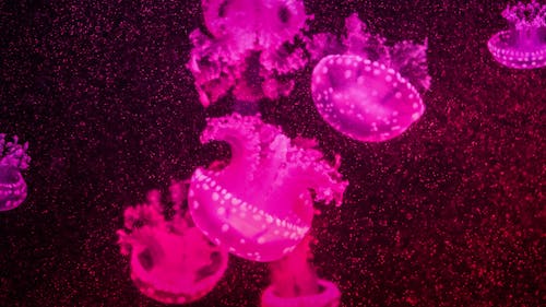 Free Pink Jellyfish Stock Photo