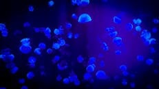 在北京水族馆，迷人的水母在霓虹蓝色的光芒中游动，展示着海洋美景