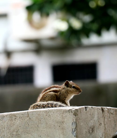 Free Brown Chipmunk on Top of Wall Stock Photo