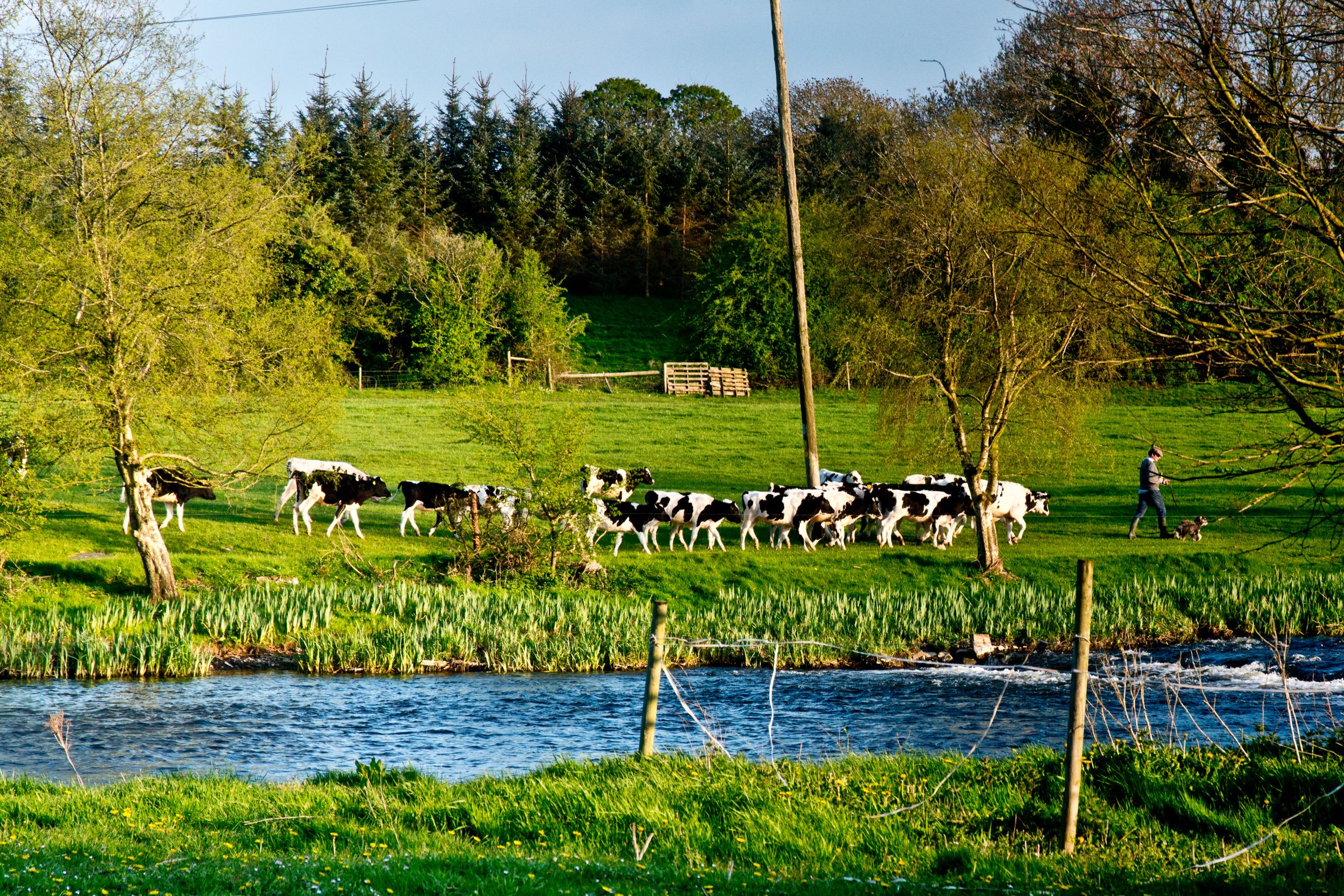 A rural scene in Ireland with cows grazing by a river under a bright summer sky