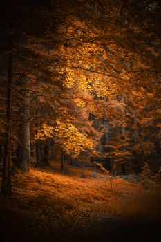 Stunning autumn forest scene with vibrant golden leaves and soft sunlight filtering through the trees.