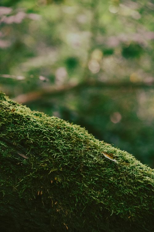 Free Detailed close-up of lush green moss covering a forest tree trunk, showcasing nature's texture. Stock Photo