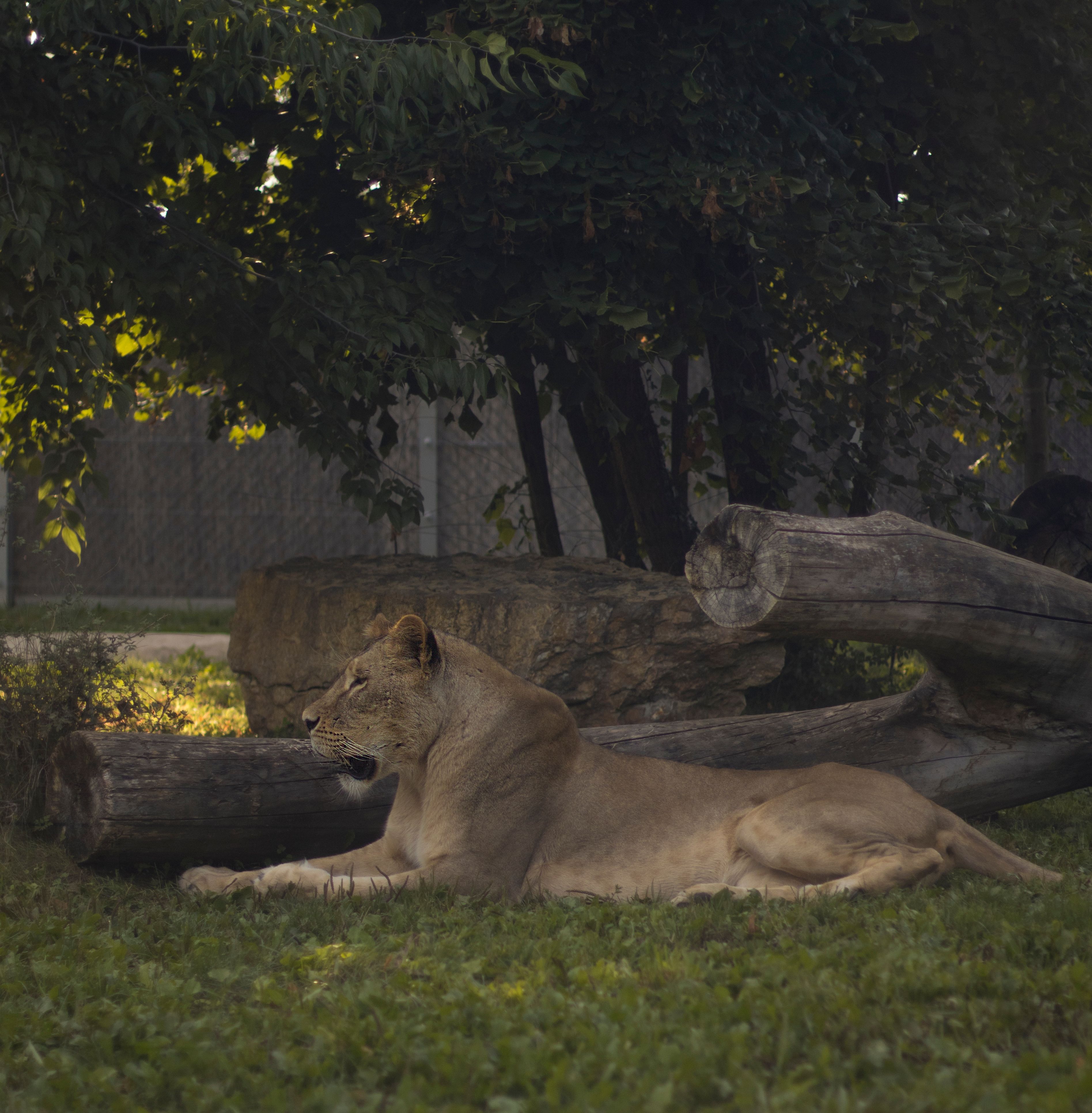 A lioness lying on grass, surrounded by trees and logs, in a zoo enclosure.