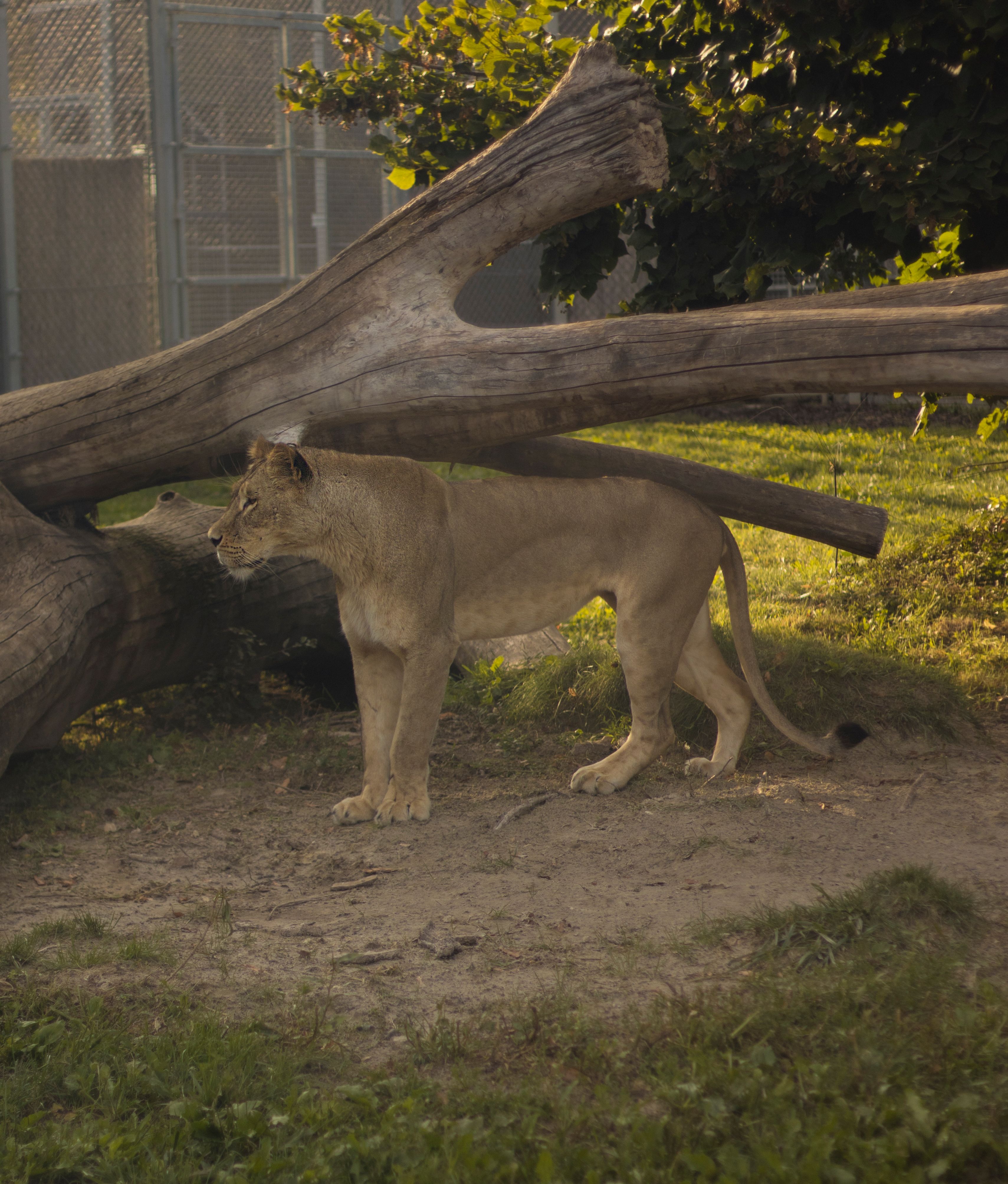 A lioness stands in a zoo environment beside a large tree log, showcasing natural beauty and poise.