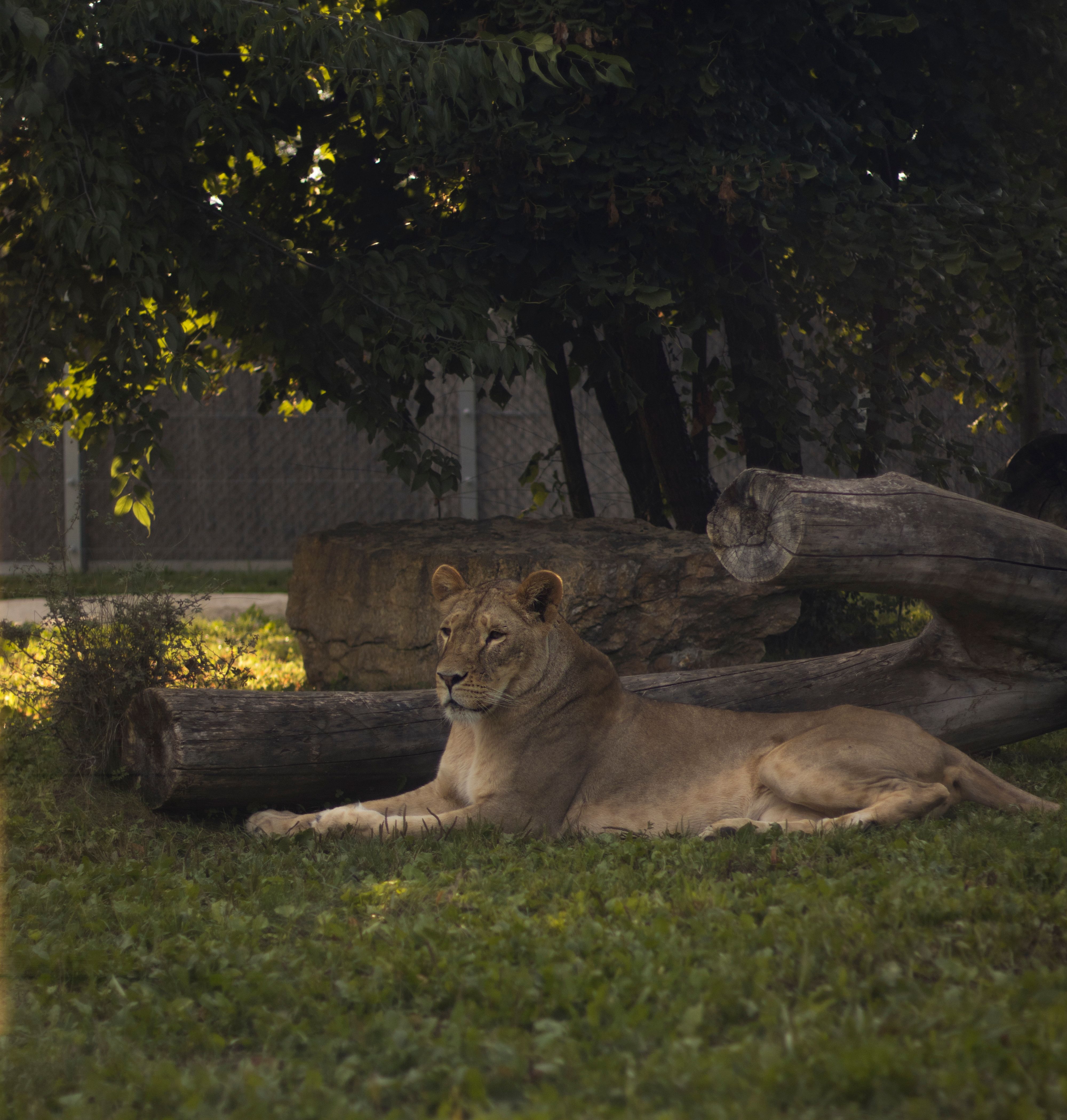 A lioness lying on grass under a tree in a zoo enclosure during the day.