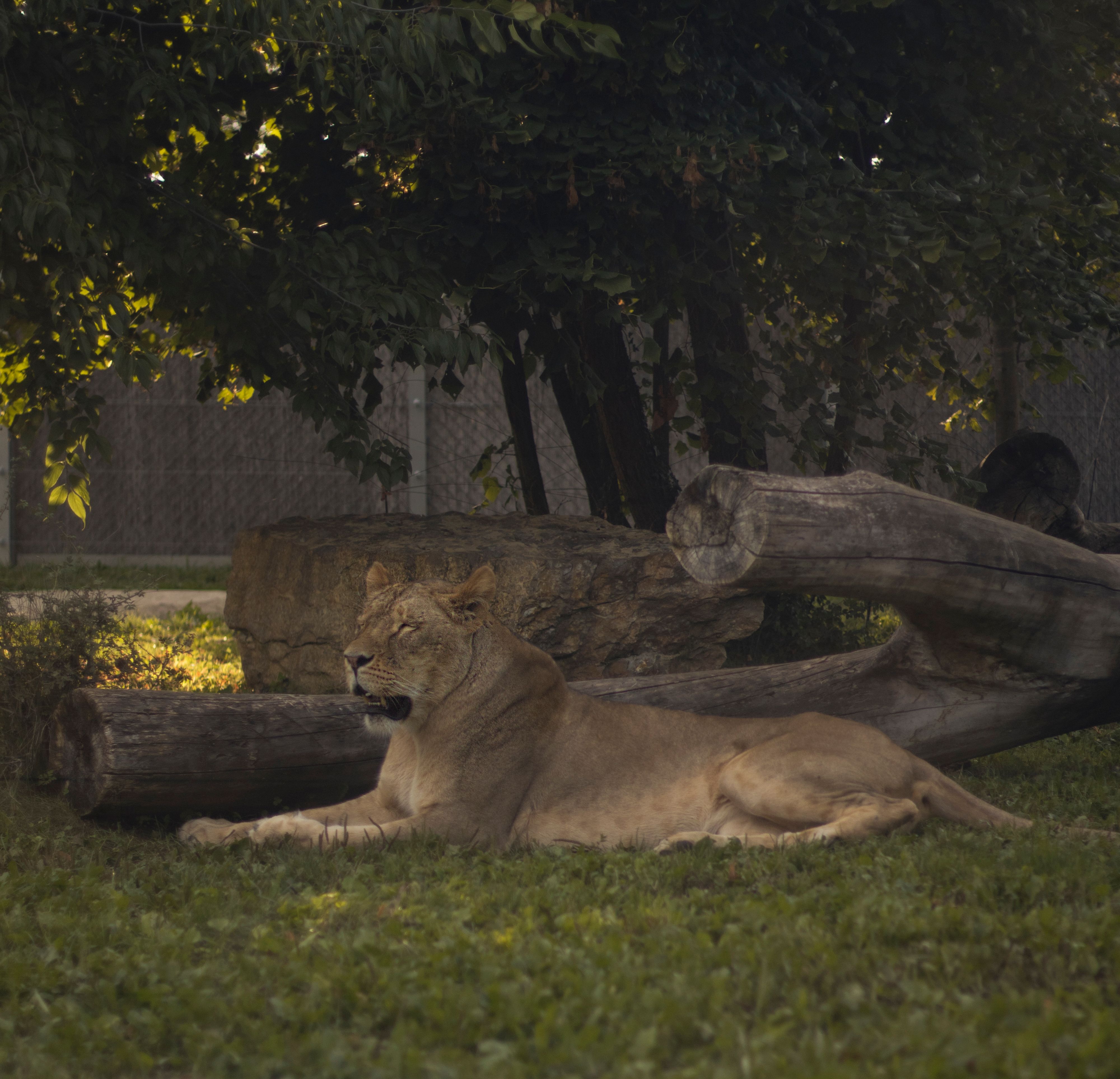 A lioness peacefully lying in a zoo enclosure surrounded by logs and trees.