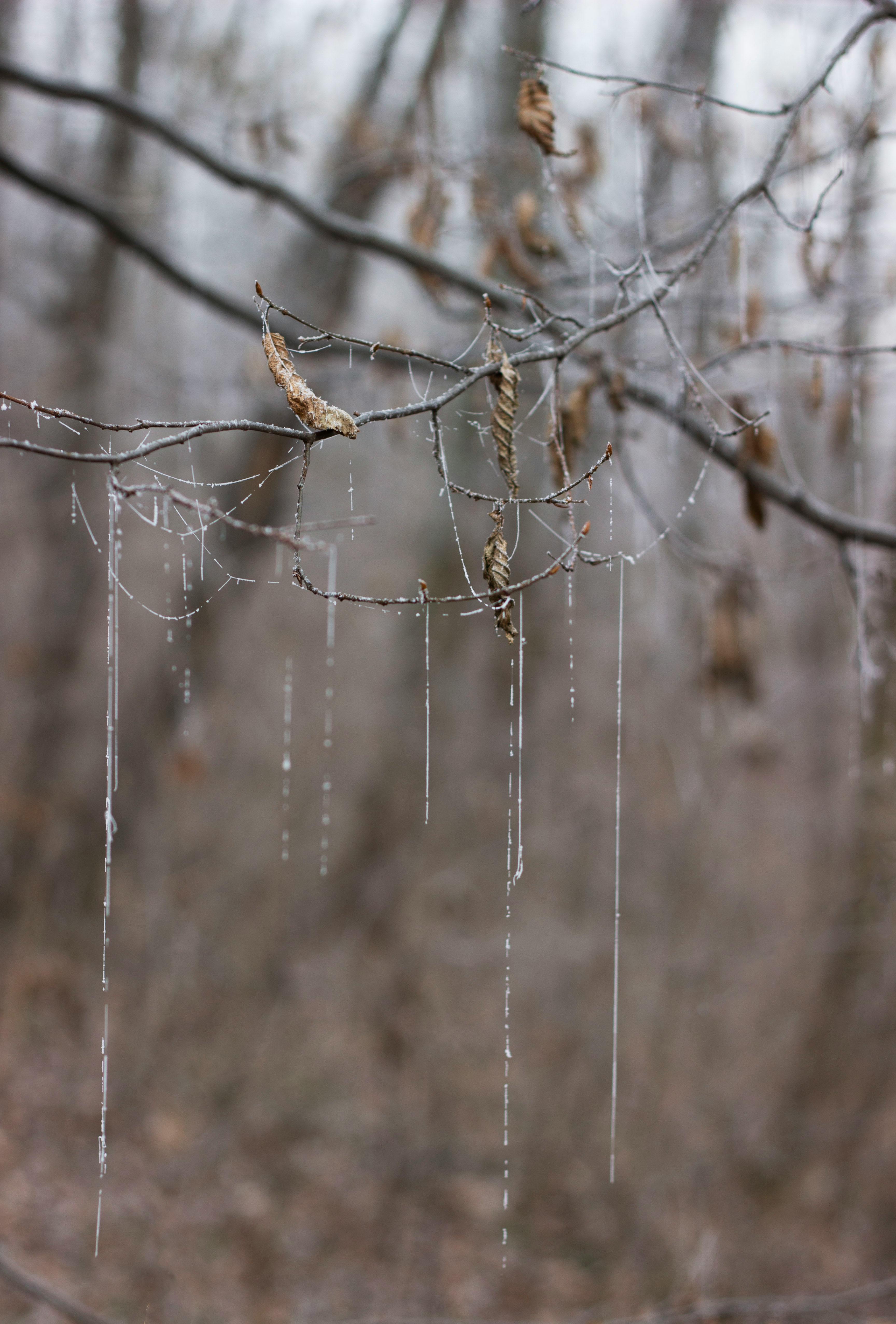 Frozen wonderland icicles forming on trees by a frozen lake in winter  67970005 Stock Photo at Vecteezy, image size:3456x5104