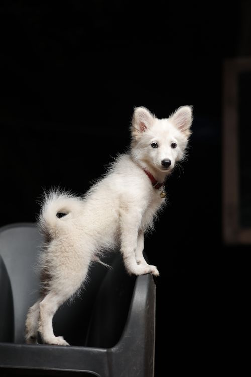 Free Cute white puppy standing on a plastic chair with a dark background. Stock Photo
