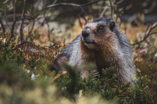 Close-up of a marmot in Banff National Park, surrounded by lush greenery.