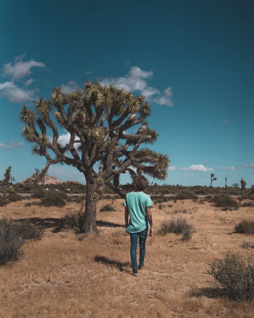 Person Walking Near Tree