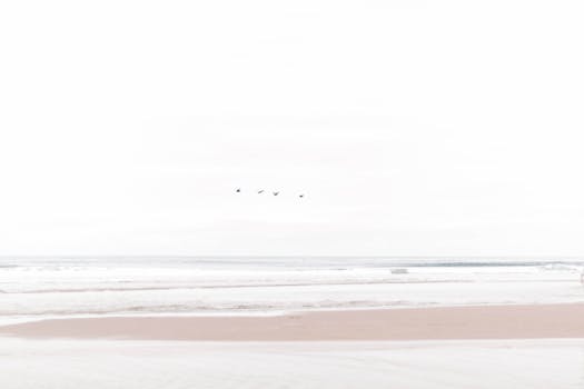 明亮的天空下，鸟儿飞越平静的海洋，构成一幅极简主义海景