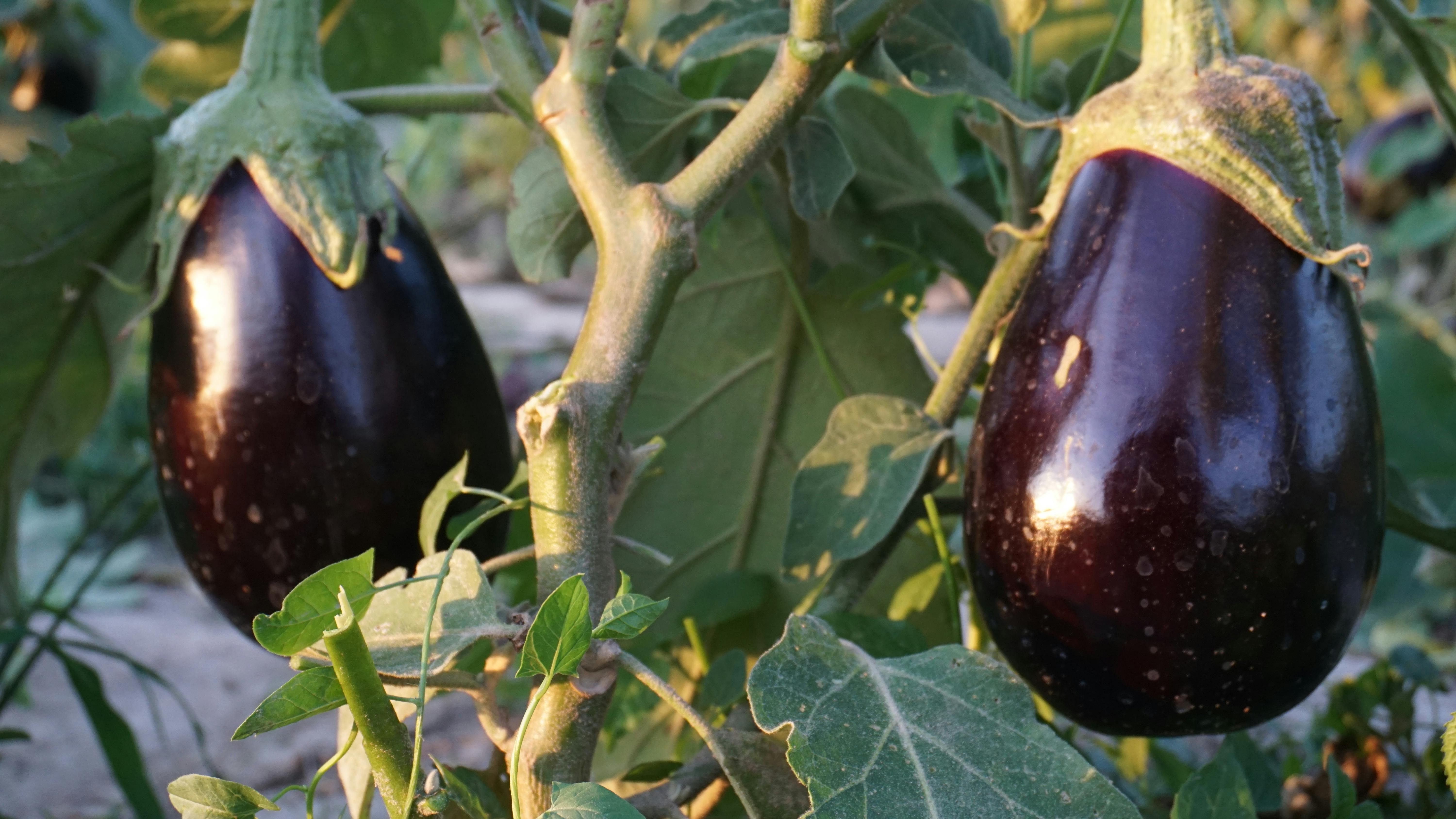 Foto de stock gratuita sobre berenjena, comida, jardín