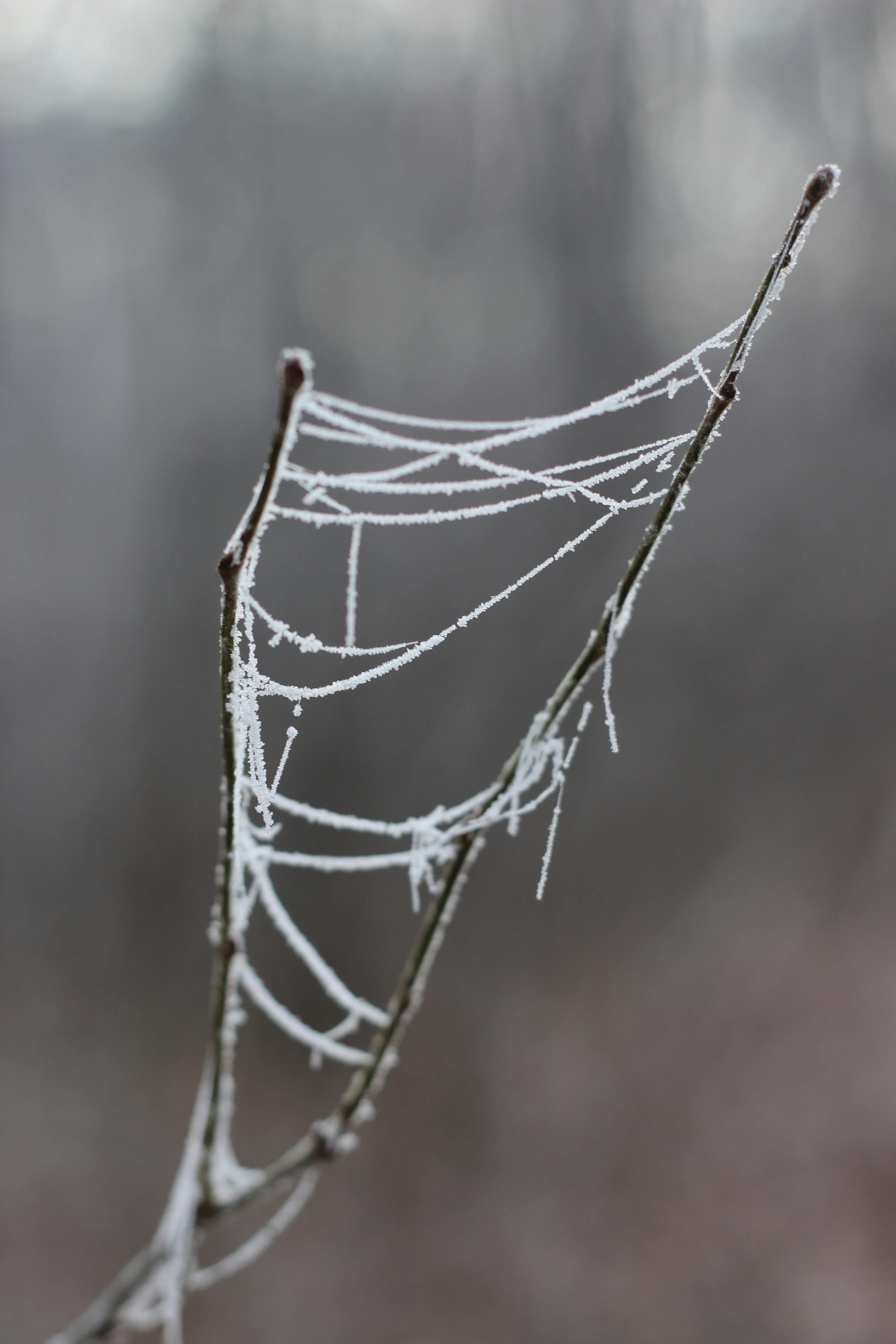 a spider web covered in frost is shown in this photo