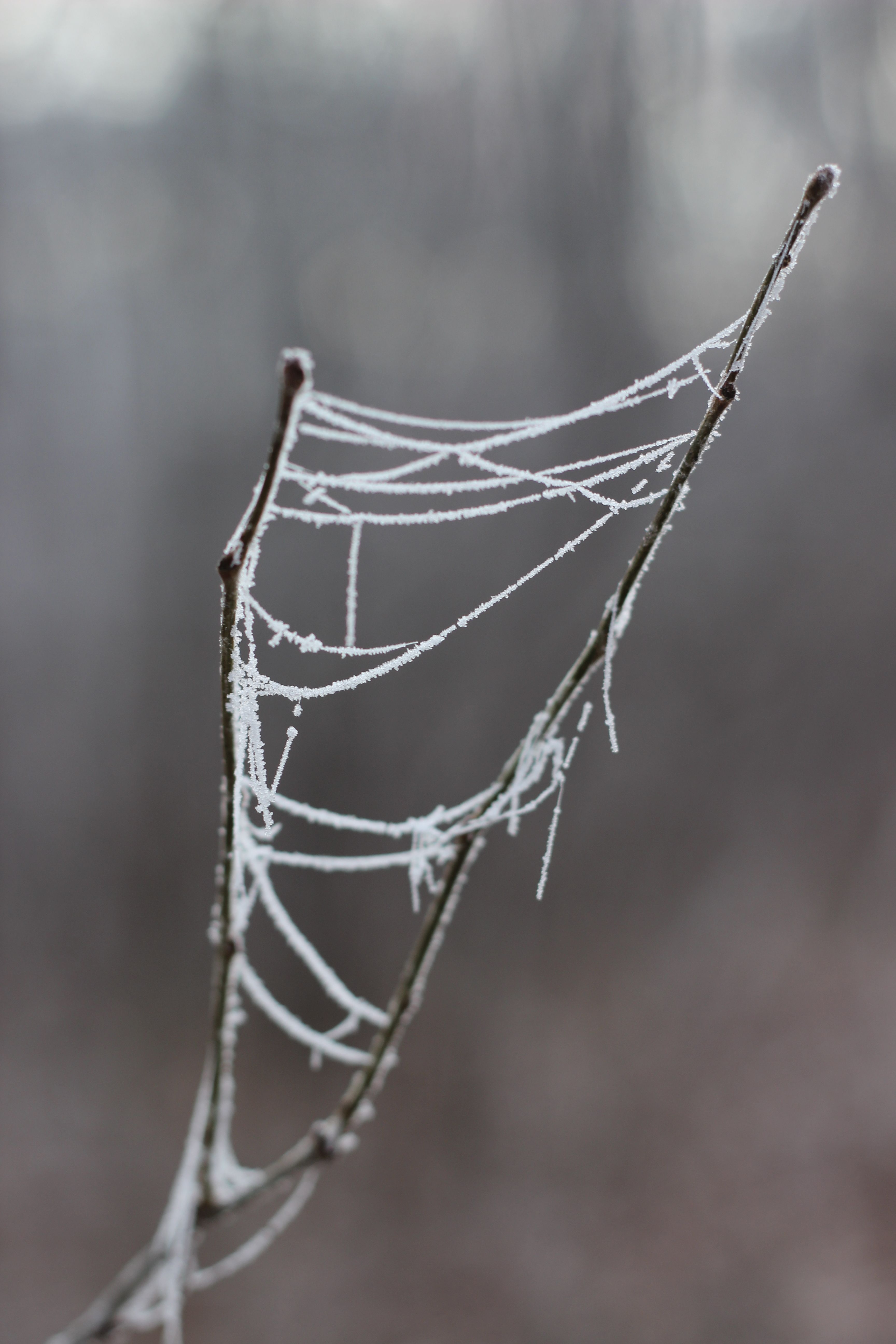 A spider web covered in frost is shown in this photo · Free Stock Photo
