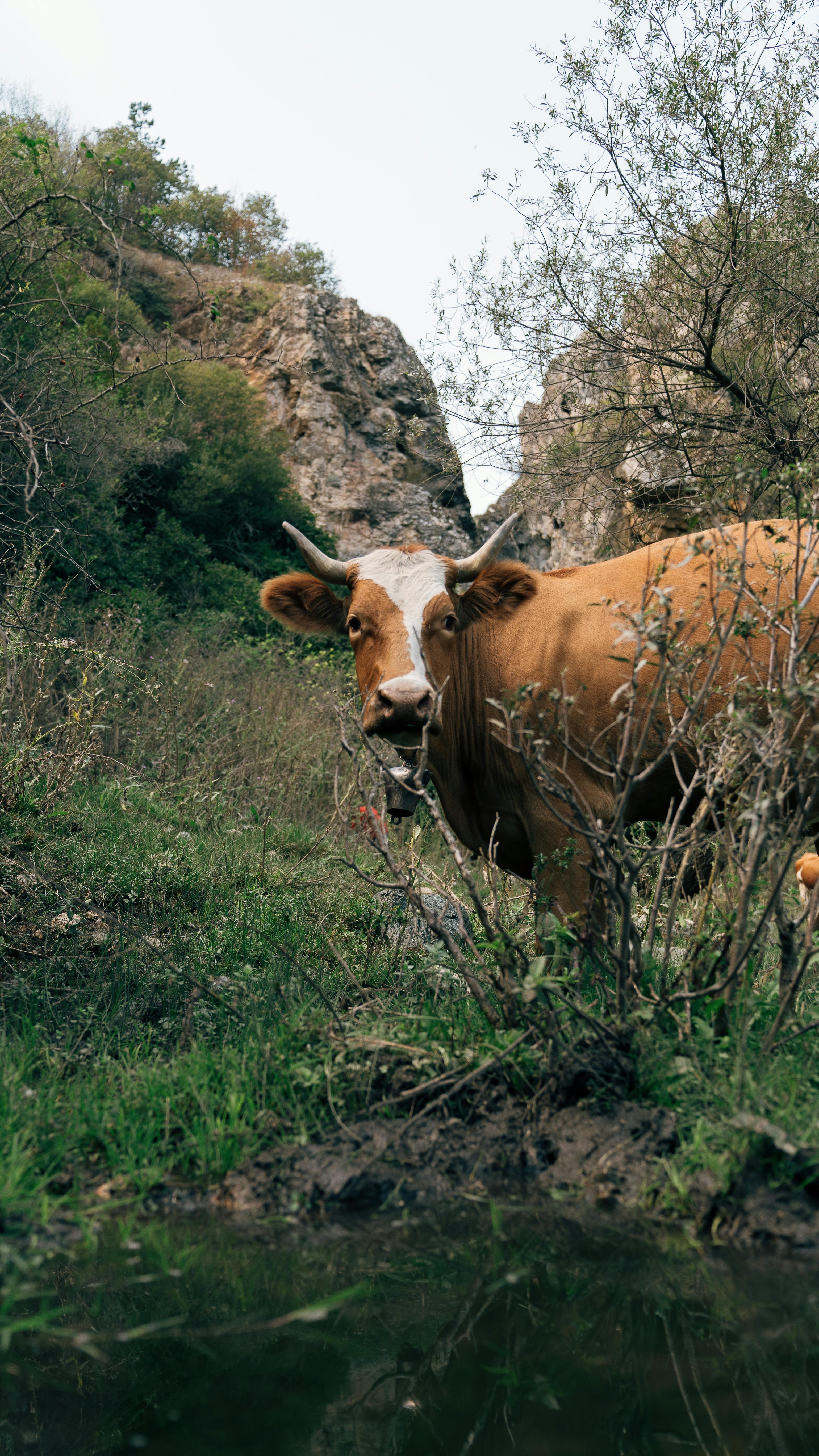 grátis Foto profissional grátis de agricultura, amasya, animais selvagens Foto profissional