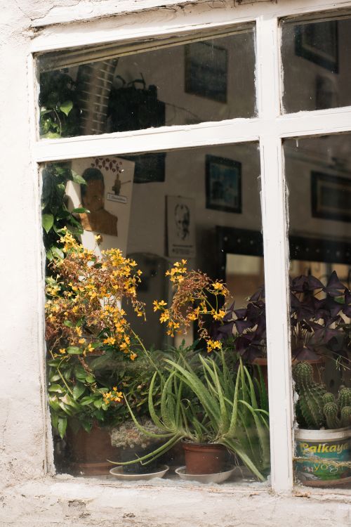Free A vibrant window garden in Merzifon, showcasing diverse flora and home decor. Stock Photo