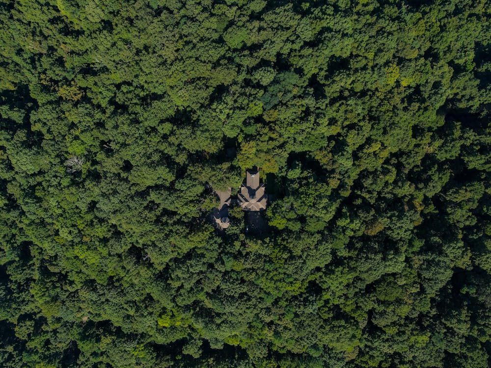 Аэрофотосъемка зеленых деревьев