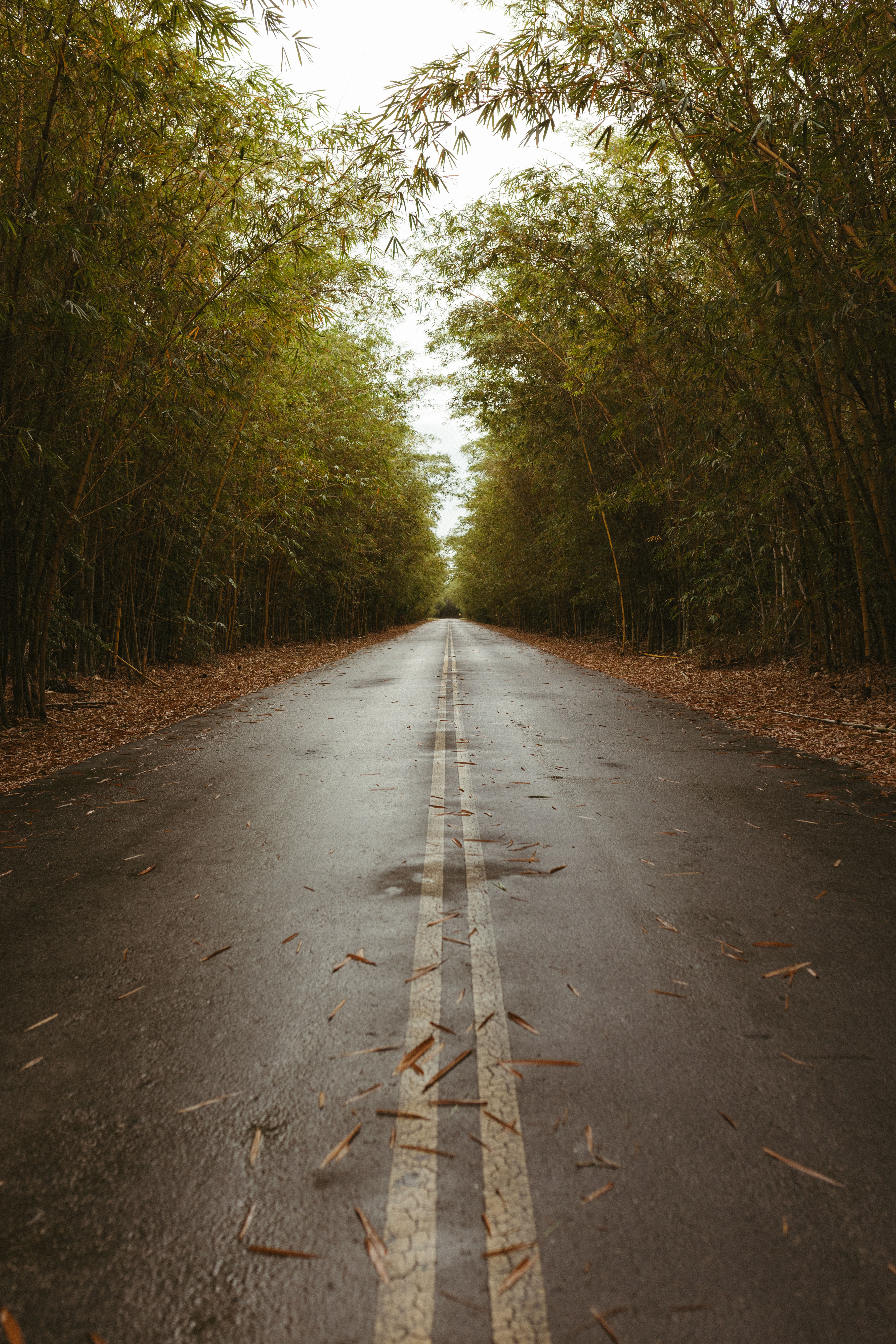 Photo of Empty Asphalt Road with Yellow Lanes Between Canopy of Green ...
