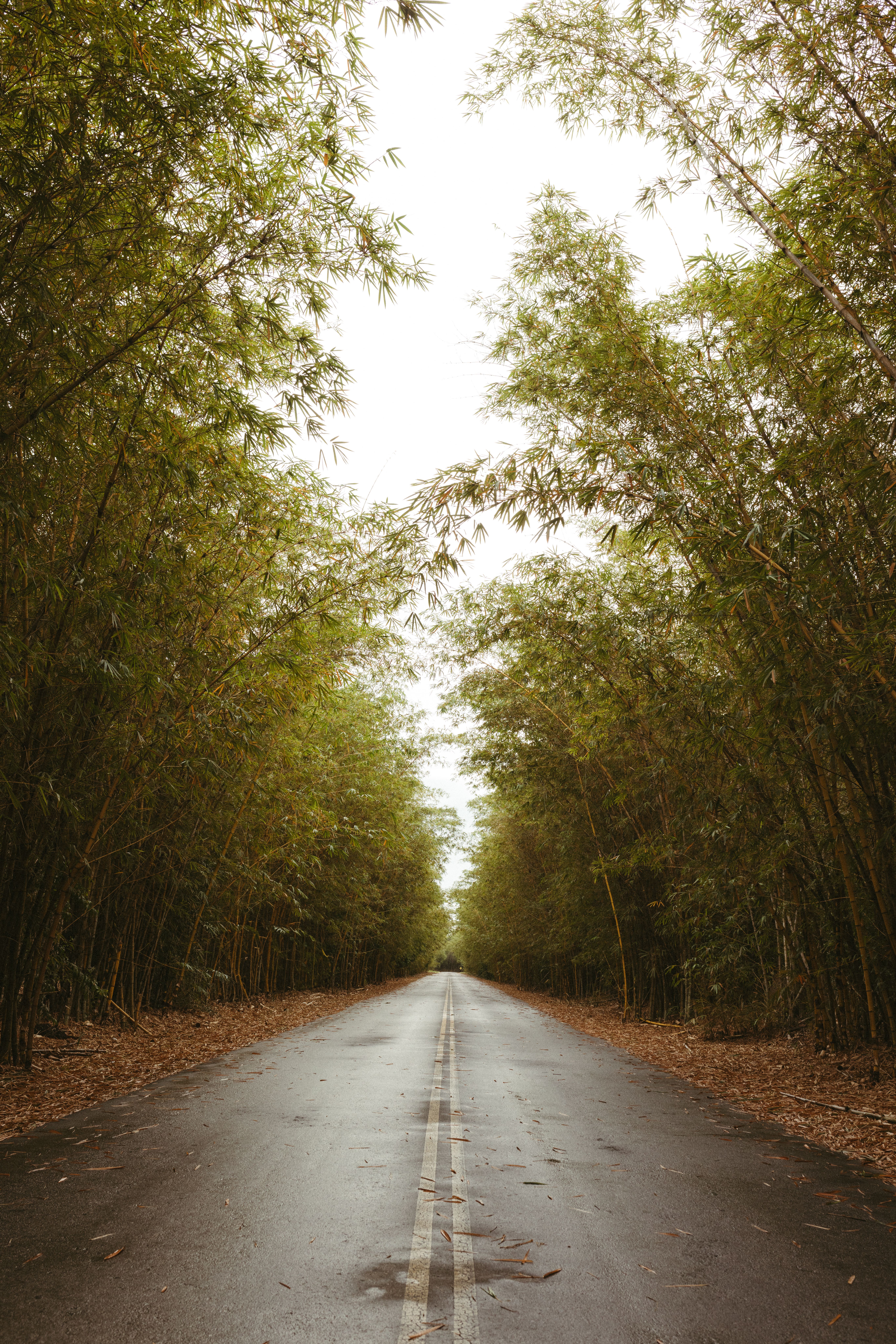 A road in the middle of a forest with trees · Free Stock Photo