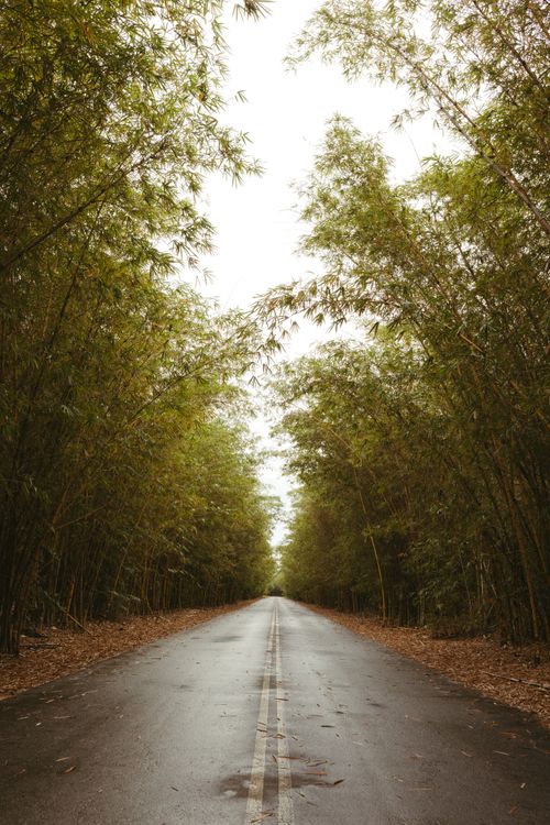 A road in the middle of a forest with trees · Free Stock Photo