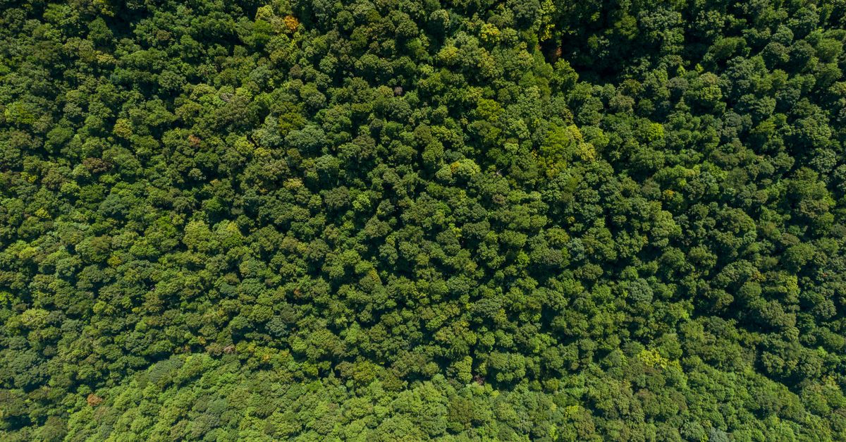 Bird's Eye View Of Trees During Daytime · Free Stock Photo