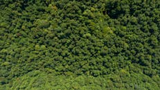 无人机从空中拍摄的照片，捕捉到了浓密而充满活力的绿色森林冠层，展现了大自然的茂密