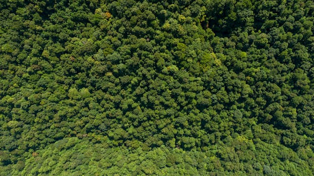 无人机从空中拍摄的照片，捕捉到了浓密而充满活力的绿色森林冠层，展现了大自然的茂密