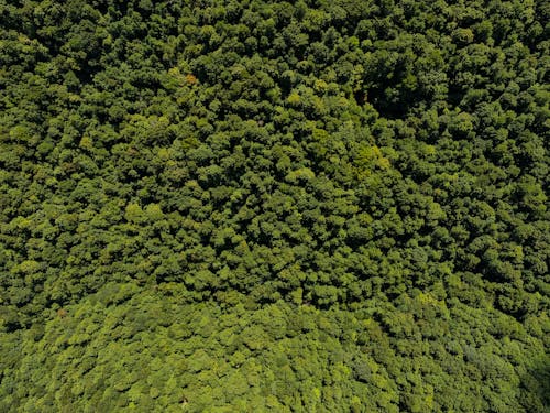 Bird's Eye View Of Trees During Daytime