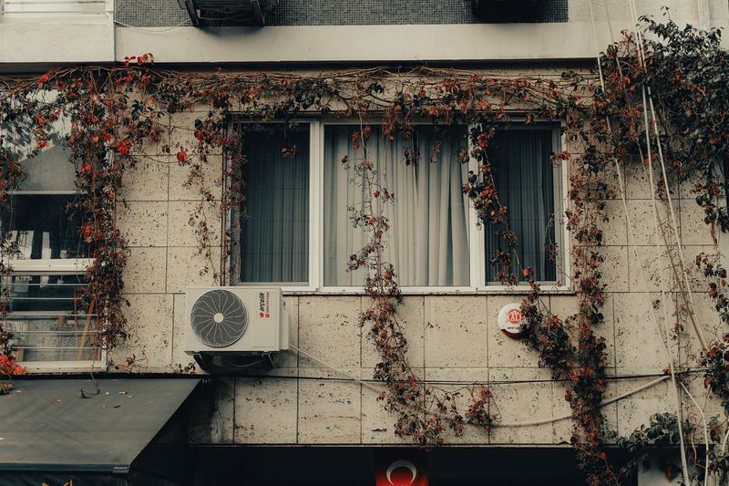 Facade of an urban building with vines and an air conditioner.
