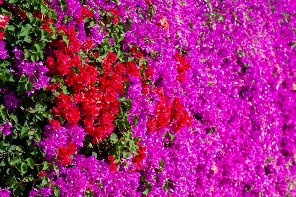 Dense pink rose flower wall backdrop rental in Calgary
