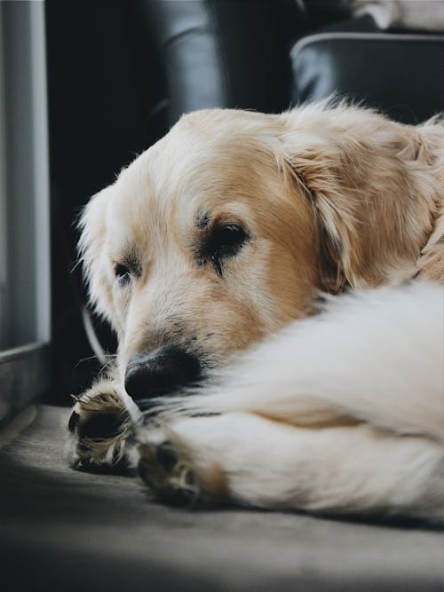 Free Cute fluffy Golden Retriever lying on rug near sofa and waiting owner while resting in modern apartment Stock Photo