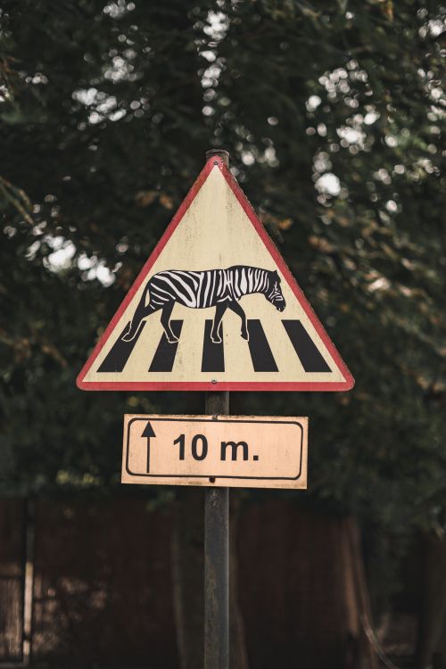 Free Creative zebra crossing warning sign with zebra graphic in Łódź, Poland. Stock Photo
