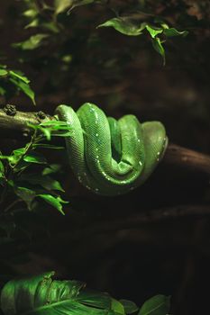 snake photo