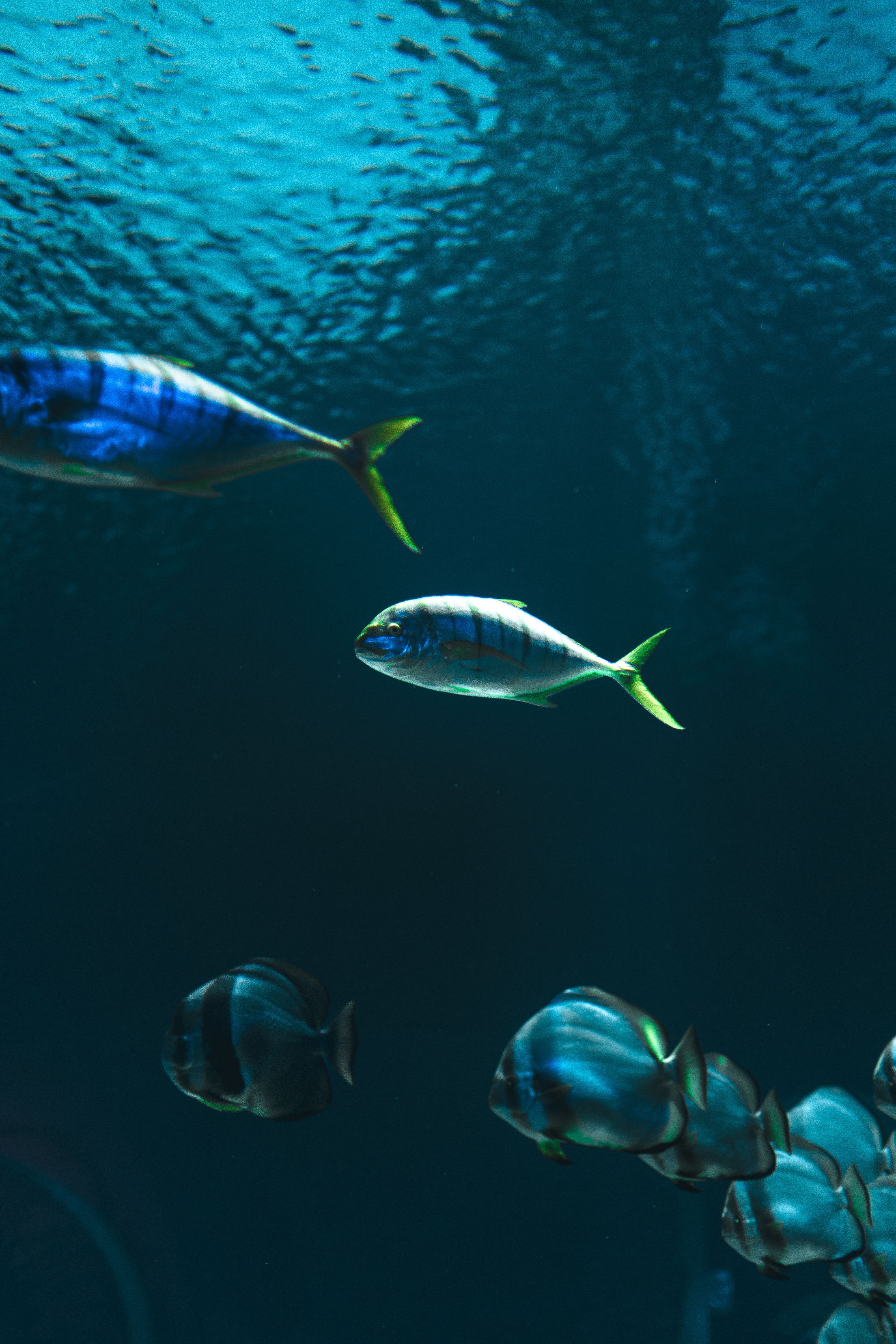 Colorful tropical fish gliding gracefully in an aquarium setting.
