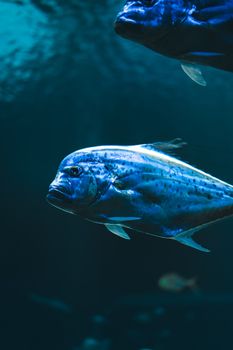 Blue marine fish swimming in an aquarium showing beautiful aquatic life.