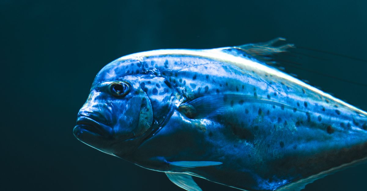Cropped Image Fish fish · Free Stock Photo