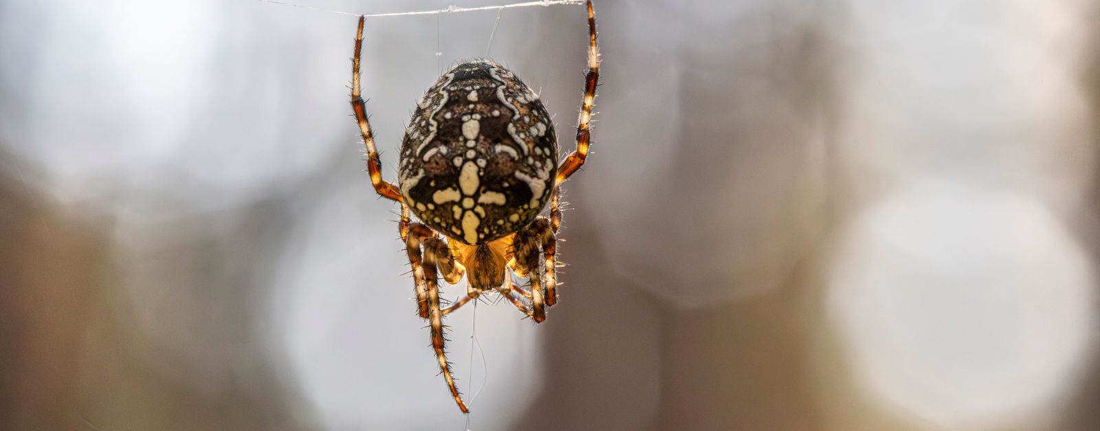 Close-up shot of a cross spider (Araneus diadematus) on its web, showcasing its intricate details and natural habitat.