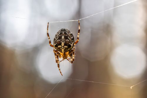 Free Close-up shot of a cross spider (Araneus diadematus) on its web, showcasing its intricate details and natural habitat. Stock Photo