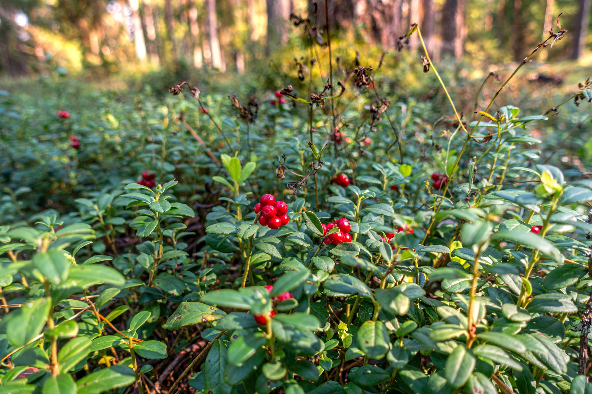 Free stock photo of berry antioxidants, berry harvesting, berry nutrition