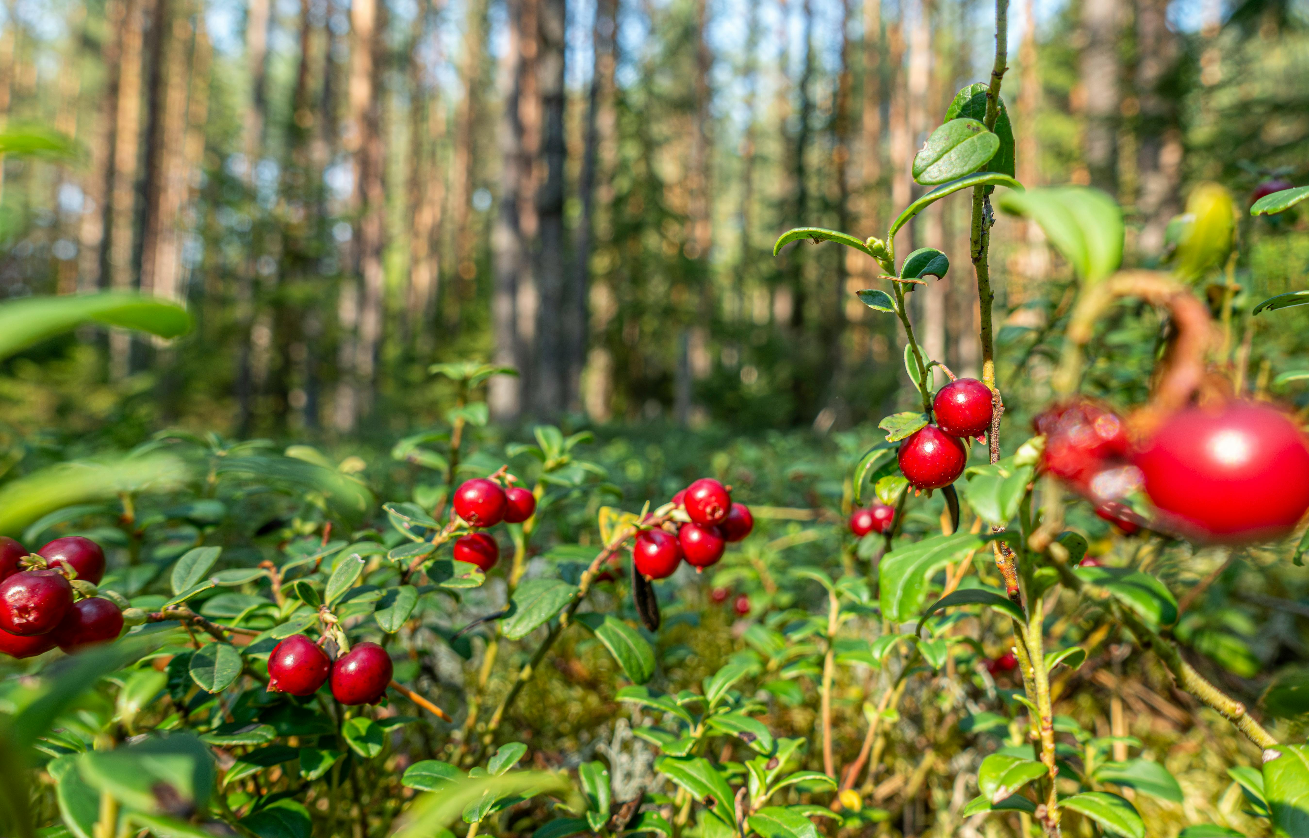 Close-up of vibrant lingonberries growing in a sunlit forest setting.