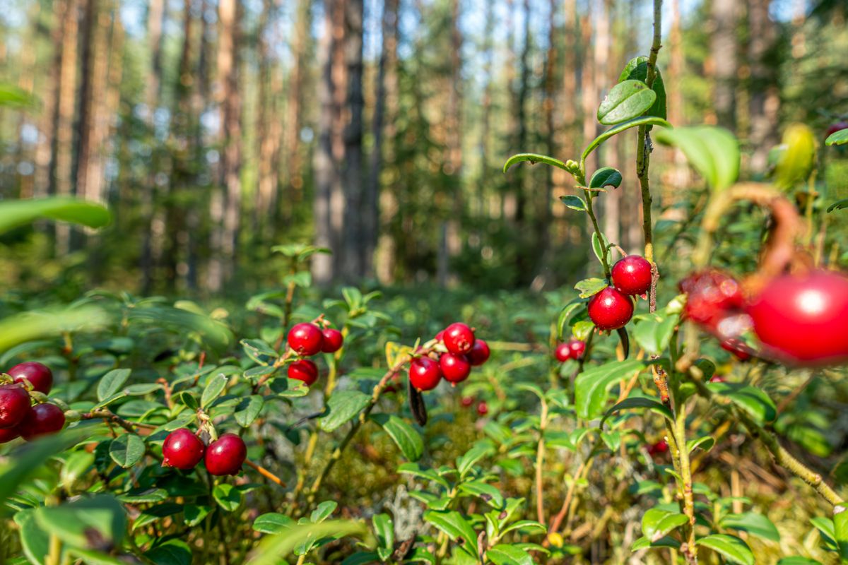 Cranberry : bienfaits, usages et précautions - Cranberry et infections urinaires : ce qu’il faut vraiment savoir