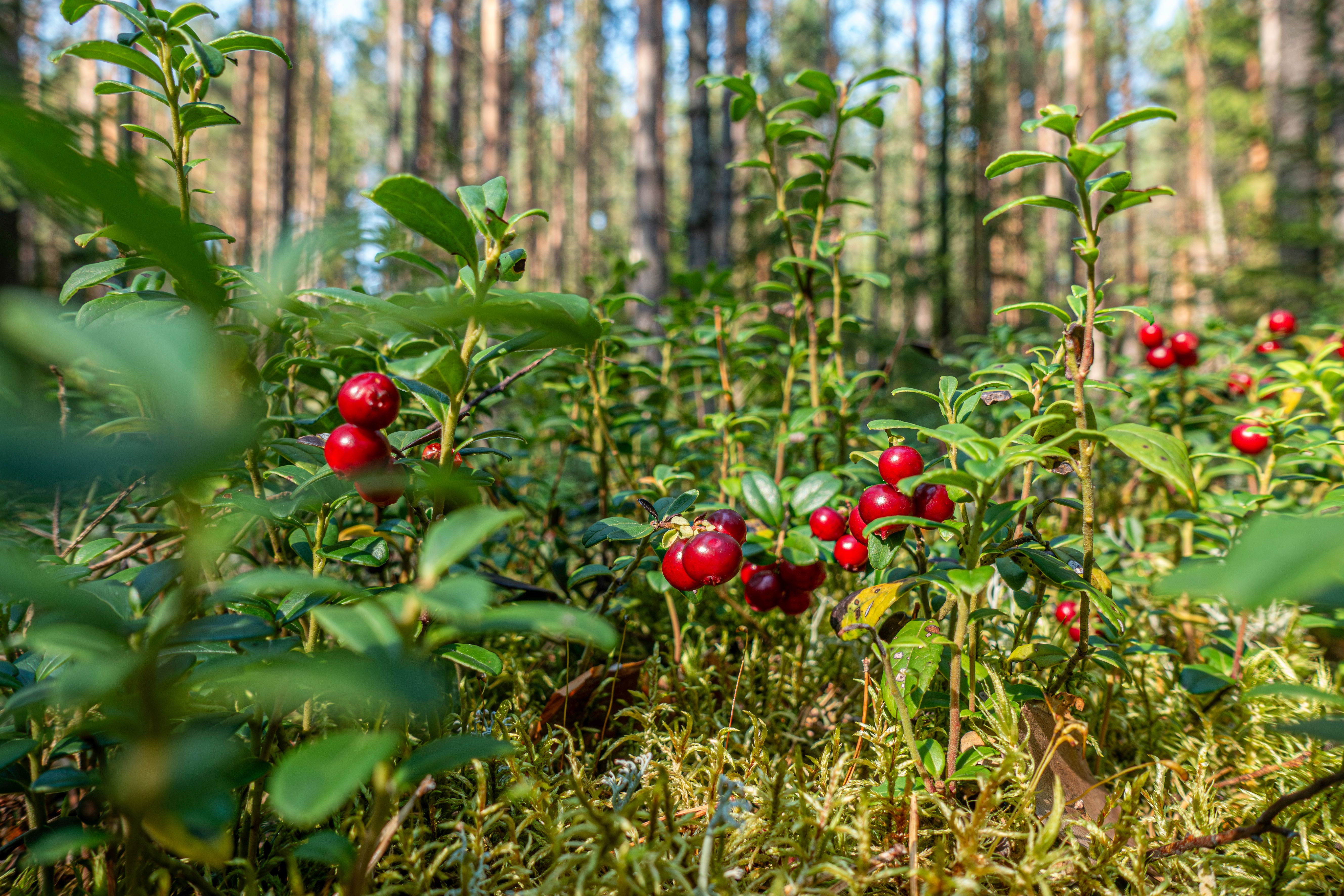 lingonberry leaf Botanical Photo