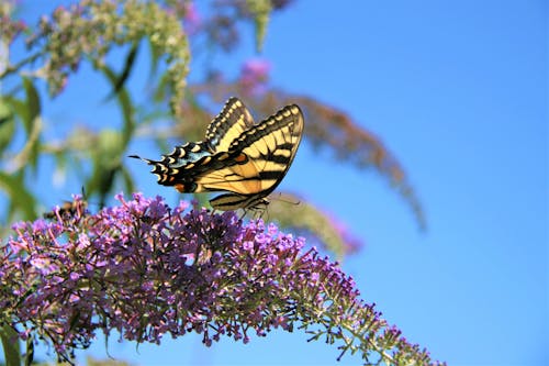 Gratis stockfoto met vlinder, vlinder op een bloem, vlinderstruik