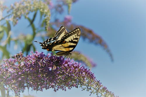 Gratis stockfoto met vlinder, vlinder op een bloem, vlinderstruik